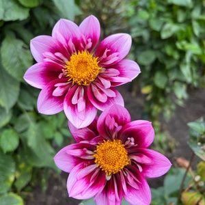 Meet your Posher, Eleonor